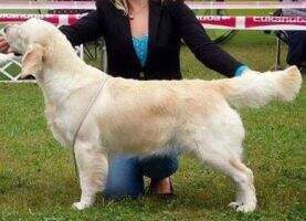 ROJCh,BG CH,RO CH,SRB CH DREAMY GIRL OF CLEAR PASSION