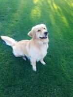 Banyan's Run, Run, You Muddy Dawg