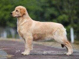Pakie of xing yuan kennel