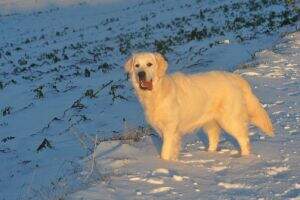 Gypsy-Nela of golden hearts