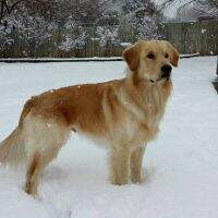 Prince Bodie Of Merlay