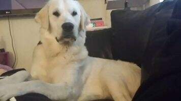 Lady Of Klpfamily Goldens