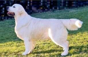 VWW BISj Club Monaco Champion International d'exposition CH Lux VCH Esp INDIGO AURUM SPIRIT VWW BISj Club Monaco Champion International d'exposition CH Lux VCH Esp INDIGO AURUM SPIRIT