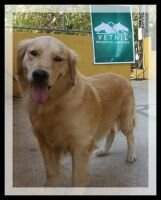 Chasse G Aline