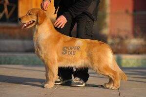 peddy of superstar kennel