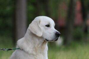 FTch. Ghost Jax Aurea Rosa "U" FTch. Ghost Jax Aurea Rosa "U"
