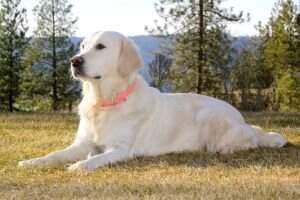 Delilah Sweetcream Agape Grace