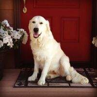 Serendipity Dog Rosie