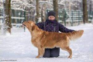 Rus RKF NKP RFSS Ch Rus NKP Cantrygold Mister Bruce Rus RKF NKP RFSS Ch Rus NKP Cantrygold Mister Bruce