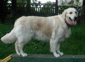 Chezara Smile Girl