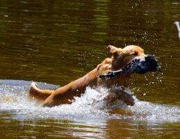 Rusty Creek's S'no The Way Wakemup CCA