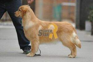 Obsi of Superstar Kennel