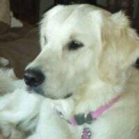 Golden Grace Willa