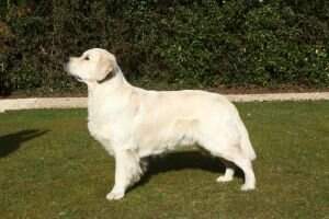 Messano Yin or Yang SGWC & Dutch veteran Champion