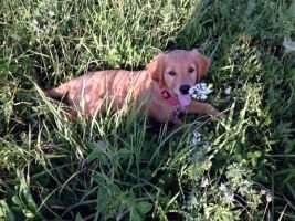 Rippling Run Smart Aleck