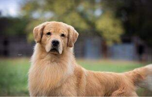 Yukon Xanthos It's A Free Fur All Yukon Xanthos It's A Free Fur All