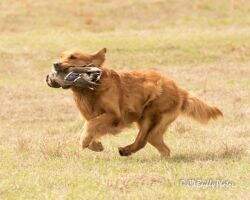 Wildwing Paws 4 The Little Kicker CCA