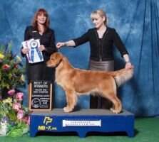 Maddy of Huang Jin Xiong Di Kennel Maddy of Huang Jin Xiong Di Kennel