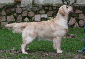 Thornywait Daydreamer Thornywait Daydreamer