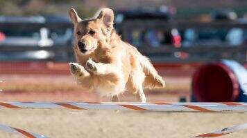 2 Richwood Wind In My Sails BN MJG MXF TKA CCA Achiever Dog