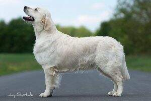 Dt.JCh., CJS'13 Dolce Compagno Aura Euphoria