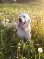 Alise Nova Majestic Dog