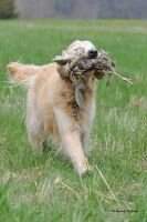 Errigal Carry A Big Stick C-ATCH