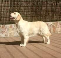 Nala de Vallserrat