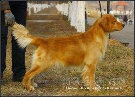 Rio Jr of Huang Jin Ben Ben Kennel