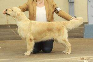 Deutscher Champion DRC + VDH, Deutscher Jugend Champion Wild Pepper Gimme All Your Lovin'