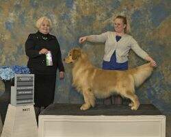 Goldenpride Mosley Goldenpride Mosley
