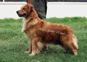 FOURTY ONE GOLDEN GIRL