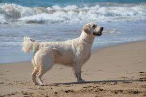 Dios Neptuno Goodbye Lament Dios Neptuno Goodbye Lament