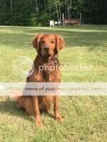 Sportinggold N Green Scoring Machine MH23 Sportinggold N Green Scoring Machine MH23