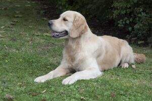 Solentgold Jessie