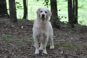 Summer Brook Belle Of The Ball