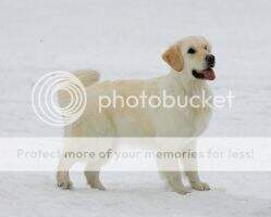 RUS, Jun CH CLUB, CH RKF, CACIB Alba Orginal Masterly Gold RUS, Jun CH CLUB, CH RKF, CACIB Alba Orginal Masterly Gold