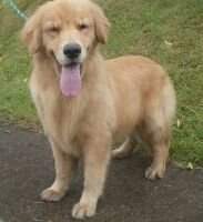 Larroque Golden Chasse Hannah