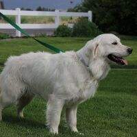Nero Of Golden Duck Romeo Amazing Goldens