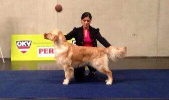 HU CRO SLO Laurel Diadem Armani Cruft?s qualification 2015
