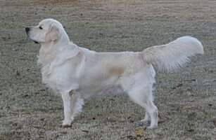 CH JR CH Nat JR CH Lake Country Teddy CH JR CH Nat JR CH Lake Country Teddy