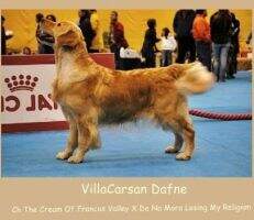 Villacarsan Dafne