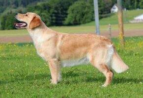 Swiss Vet CH Believe I Fly of everlasting goldendreams
