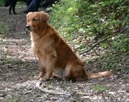 Hera's Horst von Bauernhirschtal Hera's Horst von Bauernhirschtal