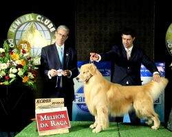PanCh GrPanCh Golden Sunset's Merlin Lion