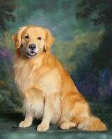 OTCH5 Powderhorn Brodie & Stand Back UDX11 PUTD OGM BN GO VER RN THDN CCA