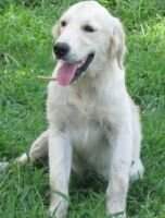 Tyrion Of Jms Goldens
