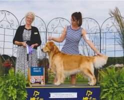 UKC CH Leongolden Big Secret in Life UKC CH Leongolden Big Secret in Life