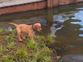 Rippling Run's Johnnie Walker