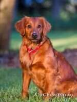 Ginger Golden Dawn II (SR72155608) Ginger Golden Dawn II (SR72155608)